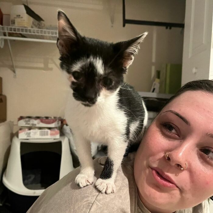 Do You Value Personal Space? If So, This Is Not The Kitten For You! He Thinks Your Face And Shoulder Is Where He Should Be When He Is Not Playing