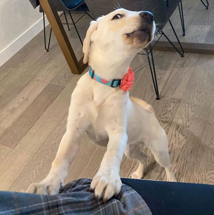 My Sister's Dog Cricket Demands She Gets The Attention She Deserves