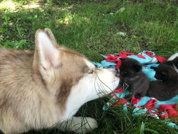 Husky Leads Owner Into The Woods And Brings Her To A Sealed Box Filled With Stray Kittens