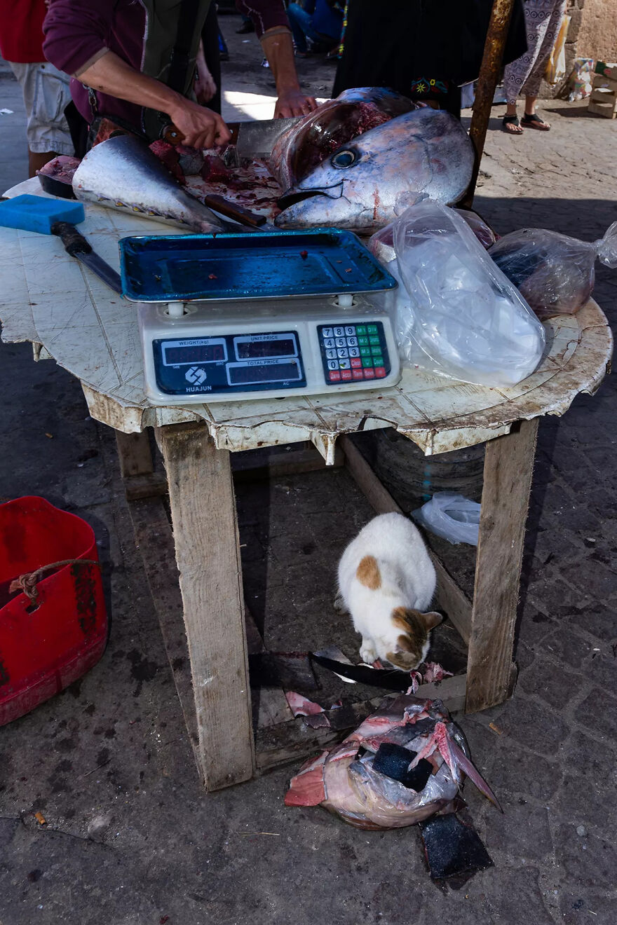 I Was Taking Photos Of Stray Cats Hours Before The Earthquake