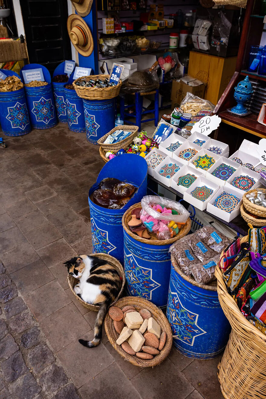 I Was Taking Photos Of Stray Cats Hours Before The Earthquake