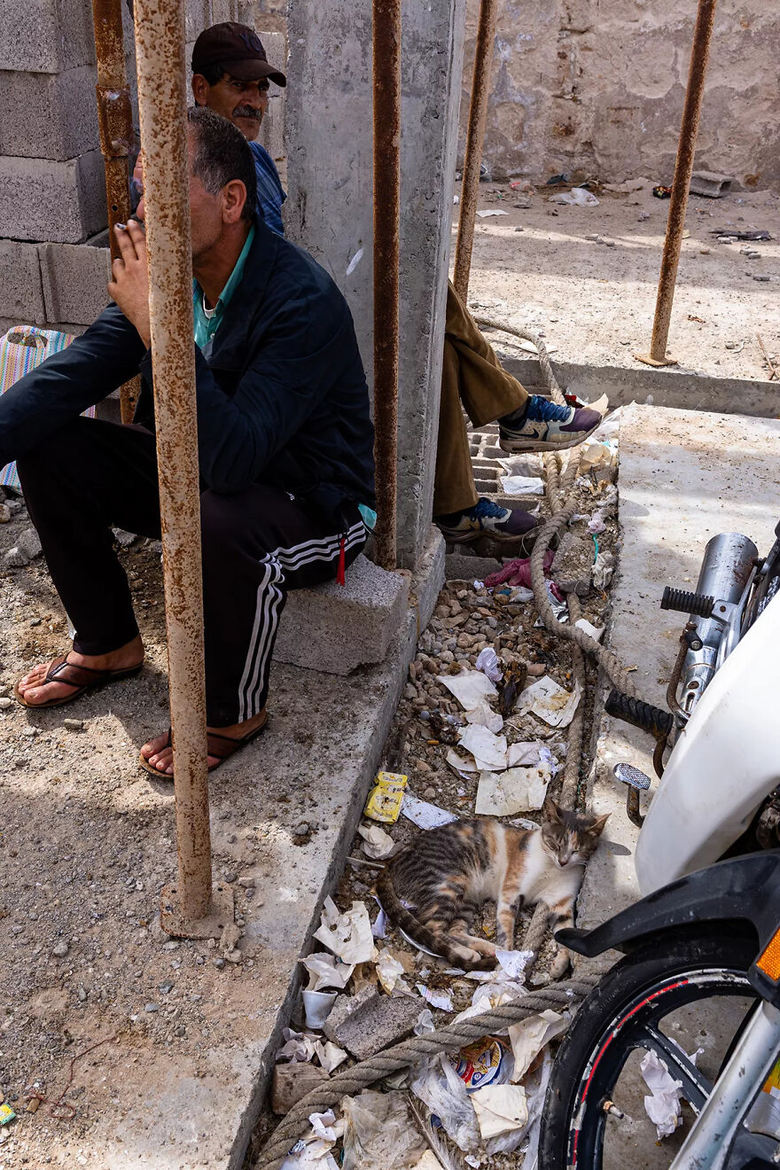 I Was Taking Photos Of Stray Cats Hours Before The Earthquake