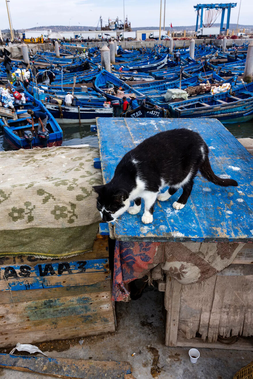 I Was Taking Photos Of Stray Cats Hours Before The Earthquake