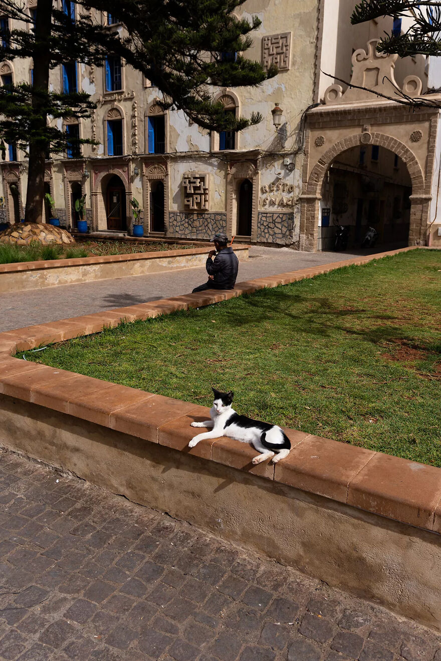 I Was Taking Photos Of Stray Cats Hours Before The Earthquake