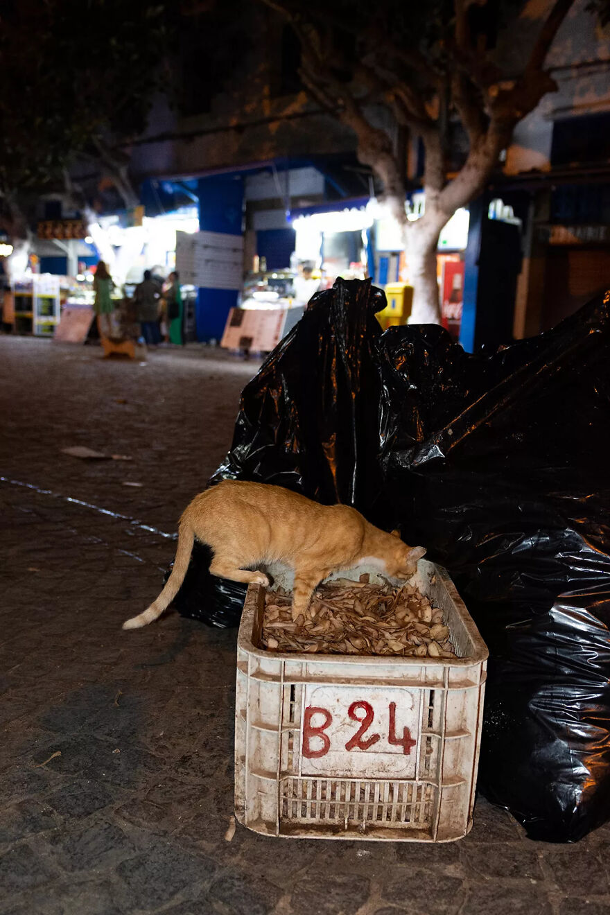 I Was Taking Photos Of Stray Cats Hours Before The Earthquake