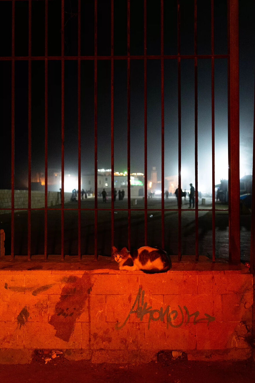 I Was Taking Photos Of Stray Cats Hours Before The Earthquake