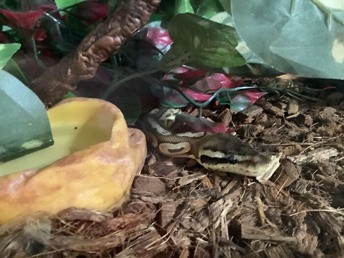 Inigo Montoya (Ball Python)