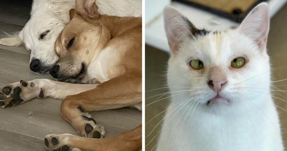 It's Time For The Most Adorable Pet Adoption Pics This Month (September Edition)