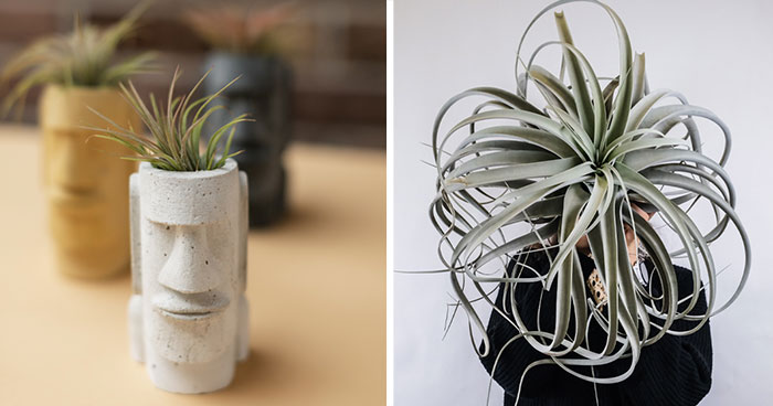 Air Plants Require No Soil: Full Care and Design Guide