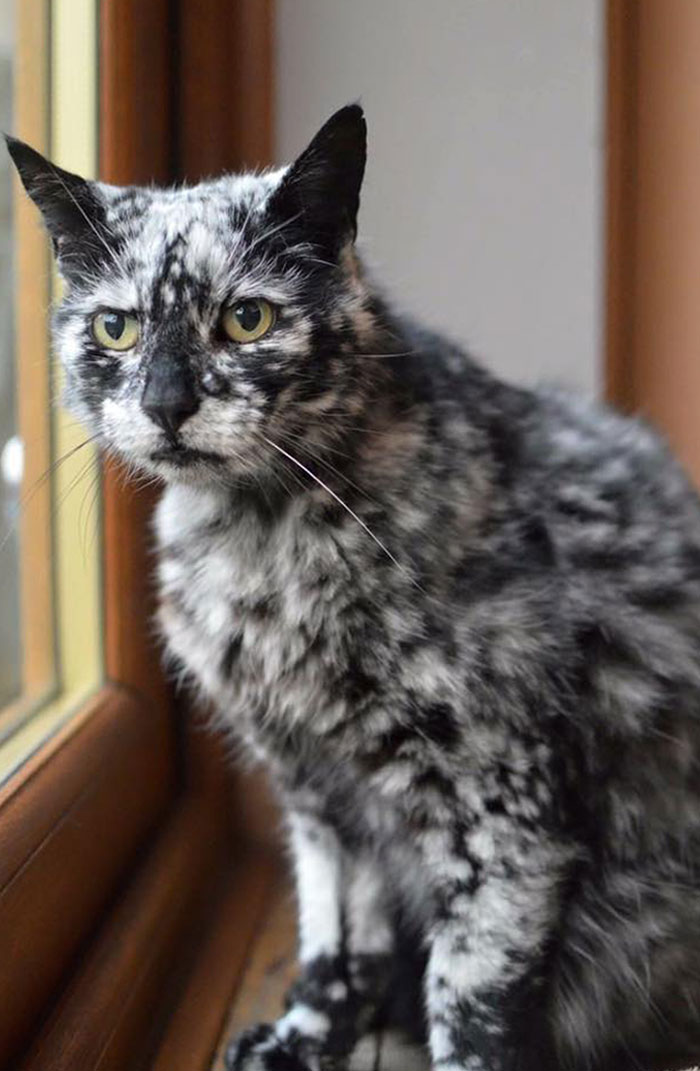 Fur Inception: 50 Animals With The Strangest Fur Patterns And Markings ...