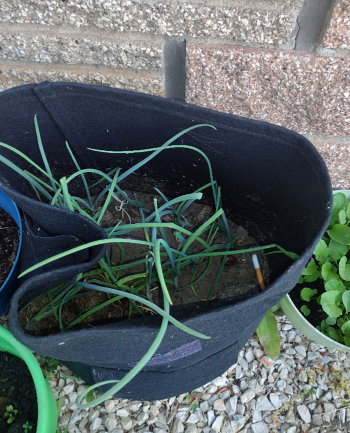 My Neighbors Use My Plants As An Ashtray