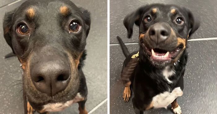 This TikTok Trend Features Pics Of Dogs Getting Happy Hearing “Good Boy/Girl” Praise (50 Pics)