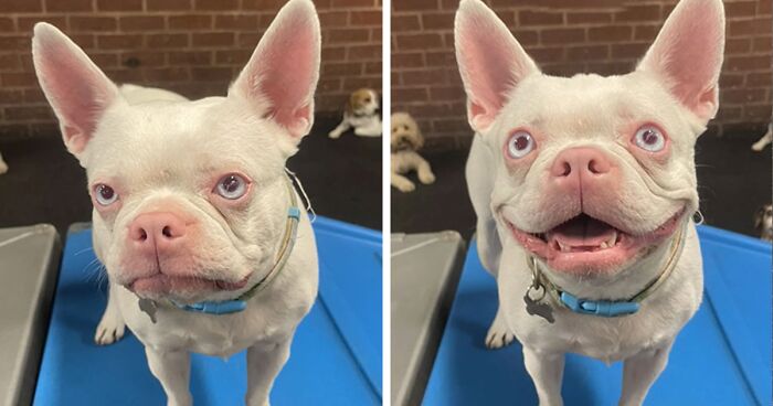 50 Pics Of Happy Dog Faces After They Hear “Good Boy/Girl” Praise