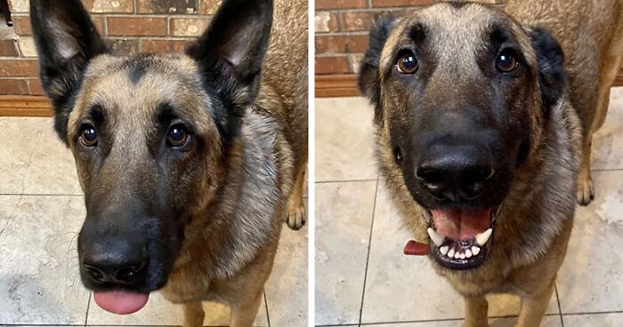 50 Times Dogs Heard “Good Boy/Girl” Praise And Reacted To It With A “Big Smile”