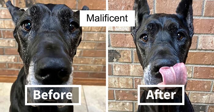 50 Before And After Photos Of Dogs’ Faces When Hearing “Good Boy/Girl” Praise