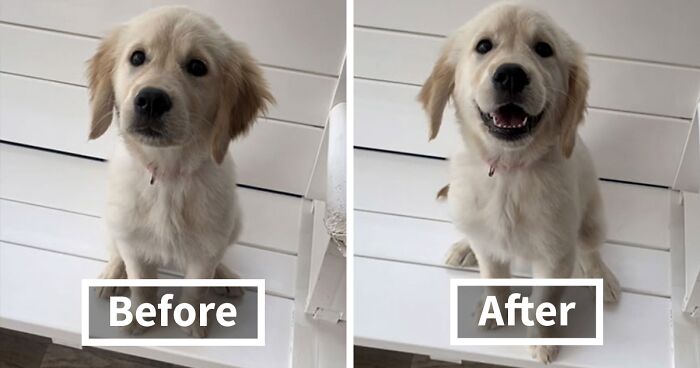 Recent TikTok Trend Showcases Happy Dog Faces After They Hear “Good Boy/Girl” Praise (50 Pics)