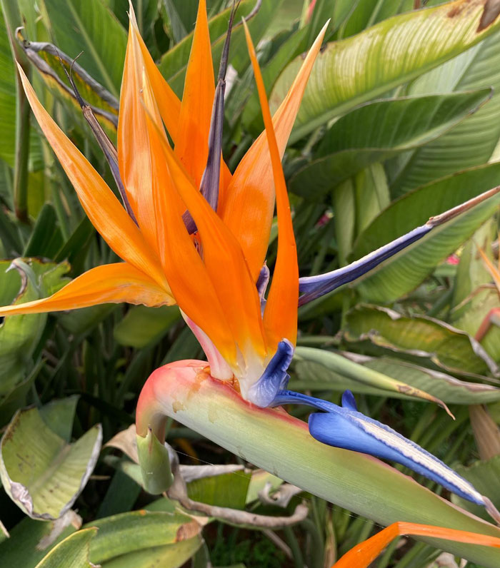 Handy Tips to Grow Bird of Paradise Plants With Ease | Bored Panda