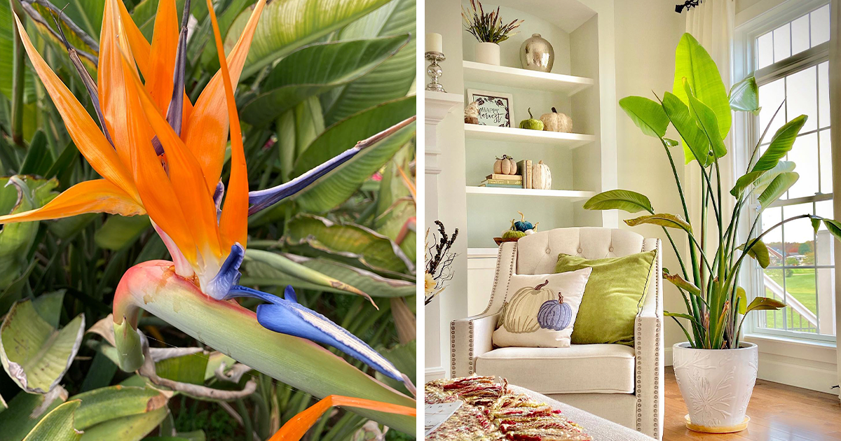 HAWAIIAN Tropical, ISLAND PLANTATION, Bird of Paradise