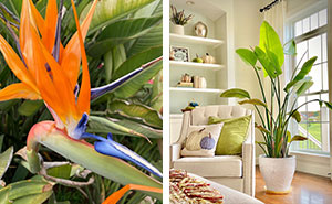 Handy Tips to Grow Bird of Paradise Plants With Ease