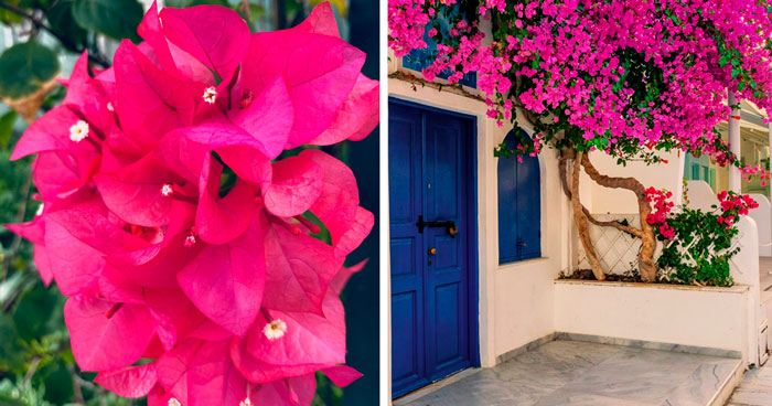 A Beginner’s Guide To Growing And Caring For Bougainvilleas