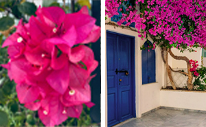 A Beginner’s Guide To Growing And Caring For Bougainvilleas