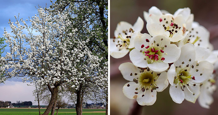 Everything You Need to Know About the Bradford Pear Tree and Its Problems