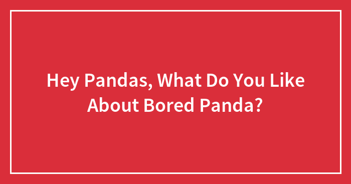 Hey Pandas, What Do You Like About Bored Panda?