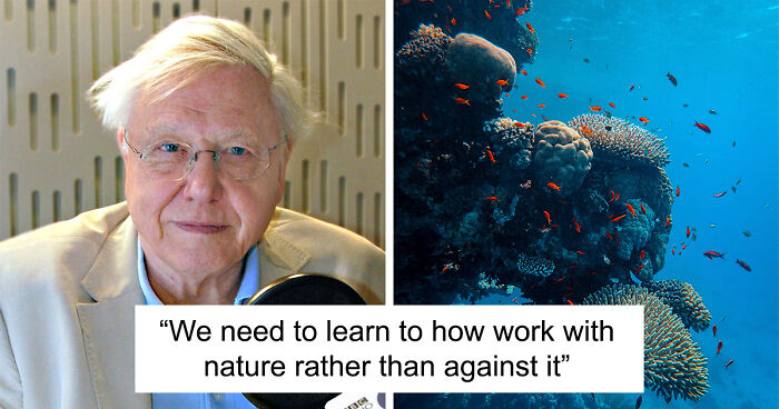 Nature Documentary Fans Are Excited To Hear 97 Y.O. David Attenborough Is Making A Return On BBC