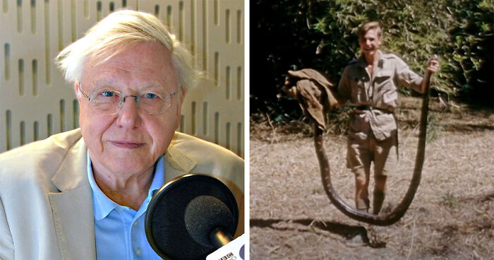 Nature Documentary Fans Are Excited To Hear 97 Y.O. David Attenborough Is Making A Return On BBC