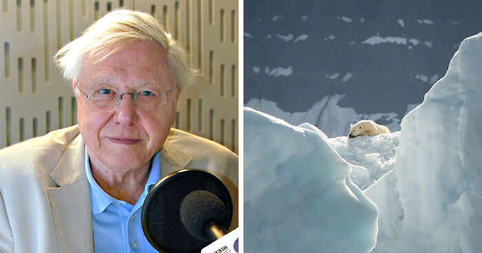 Nature Documentary Fans Are Excited To Hear 97 Y.O. David Attenborough Is Making A Return On BBC