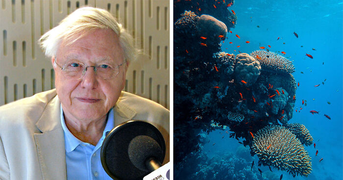 Legendary Broadcaster Sir David Attenborough Returns To Television With New Series At 97