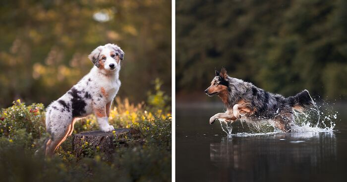 I Am A Dog Photographer And Here Are 28 Of My Favorite Photographs I Took (New Pics)