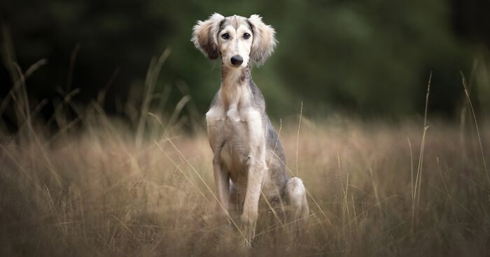 I Am A Dog Photographer Who Strives To Capture Each Dog's Personality (28 New Pics)