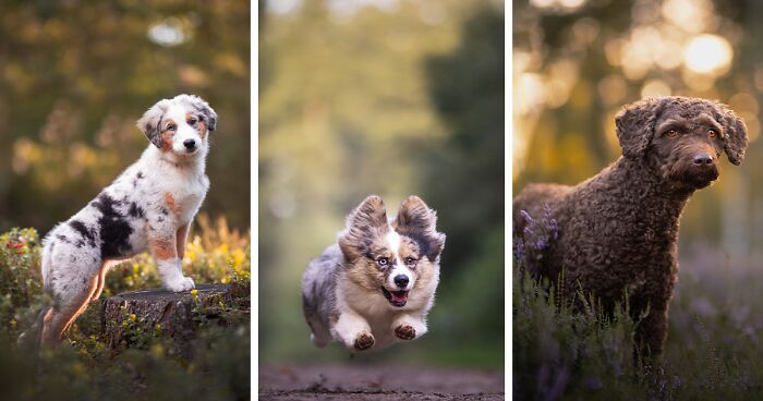 I Am A Dog Photographer Who Strives To Capture Each Dog's Personality (28 New Pics)