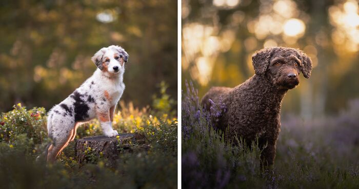 I Am A Dog Photographer Who Strives To Capture Each Dog's Personality (28 New Pics)