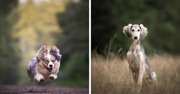 I Am A Dog Photographer Who Strives To Capture Each Dog's Personality (28 New Pics)