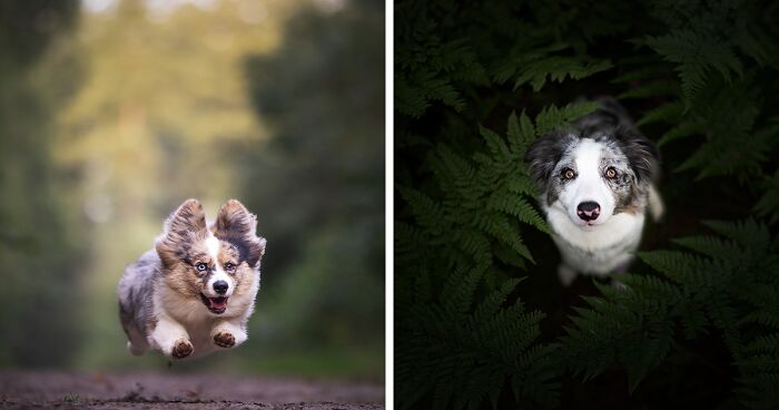 I Am A Dog Photographer Who Strives To Capture Each Dog's Personality (28 New Pics)