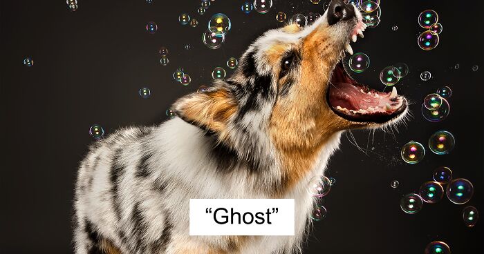 My 14 Photos Of Playful Dogs Chasing Soap Bubbles