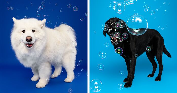 I Photographed 14 Playful Dogs Chasing Soap Bubbles