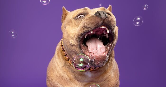 I Took 14 Portraits Of Playful Dogs Surrounded By Soap Bubbles