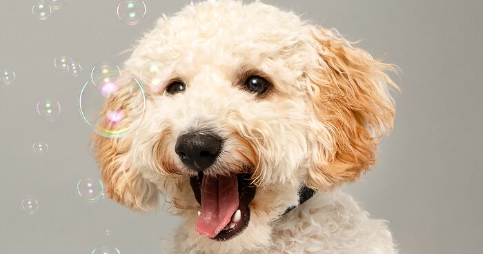 I Photographed 14 Dogs Catching Bubbles To Bring Smiles To People's Faces