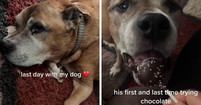 Owner Celebrates Dog's Last Day On TikTok, Touches The Souls Of 10 Million Viewers