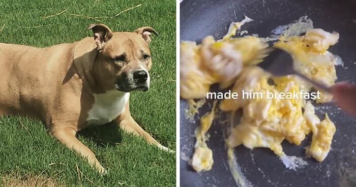 Dog Owner On TikTok Made Her Canine’s Last Day In Life Special And The Video Touched Almost 10 Million People