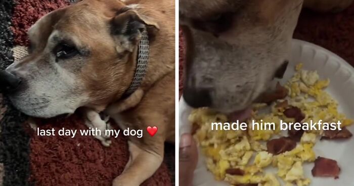 A Viral Video On TikTok Documented Kane's Last Day On Earth As His Owner Made His Last Hours Special