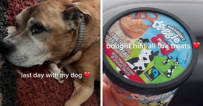 A Heartfelt Farewell: TikTok Video Of Dog's Final Day Reaches Touched Almost 10 Million People Online