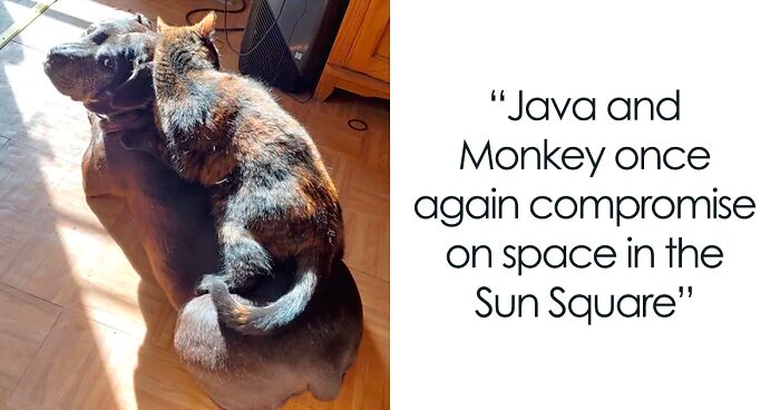 “What Is Personal Space?”: 118 Funny Pets Who Know No Boundaries (New Pics)