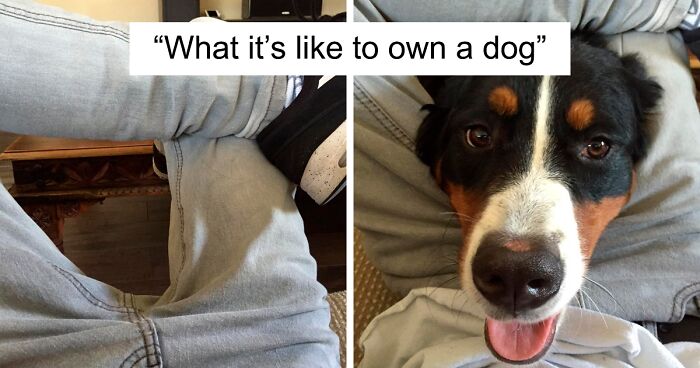 118 Funny Pets Who Know No Boundaries When It Comes To Personal Space (New Pics)