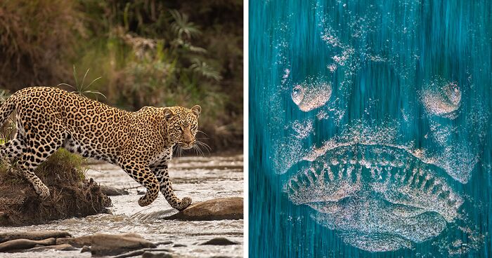 Exclusive Preview Of The Wildlife Photographer Of The Year Competition 2023: 16 Highly Commended Photos