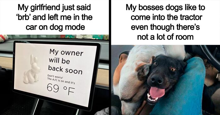 This Facebook Page Is Full Of Memes Dog Owners Might Relate To