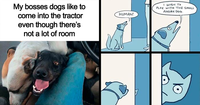 80 Funny Dog Memes For Anyone Who Has A Dog